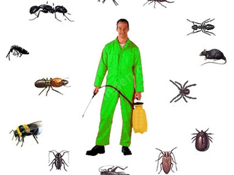 Çine Böcek İlaçlama